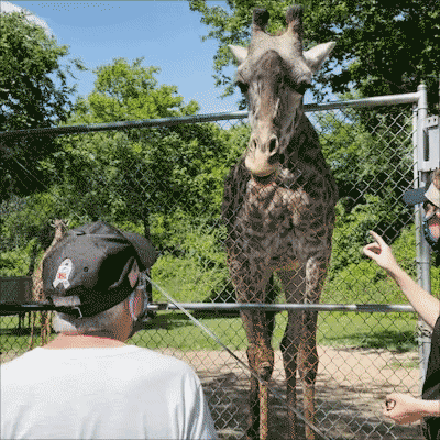 gif of people feeding a giraffe