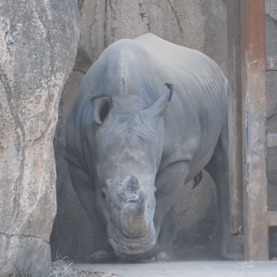 gif of zookeepers with a rhino