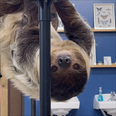 gif of a sloth