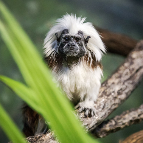 Cotton-Top Tamarin