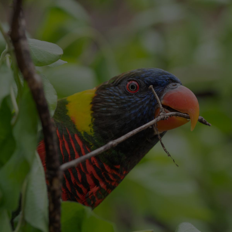 Lorikeet