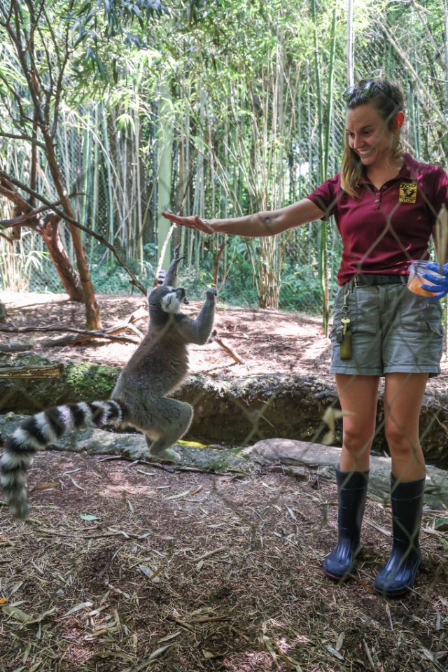 Whitney Roman, Primate Keeper