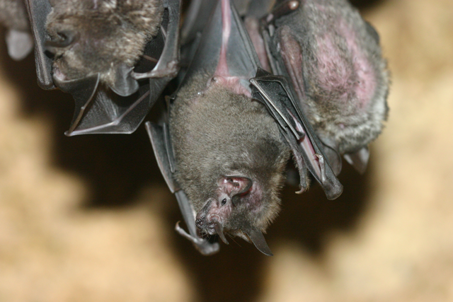 Short-tailed, leaf-nosed bats hanging upside down