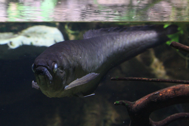 Black arowana swimming in water