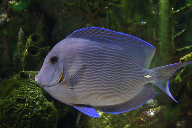 Blue tang surgeonfish swimming in water