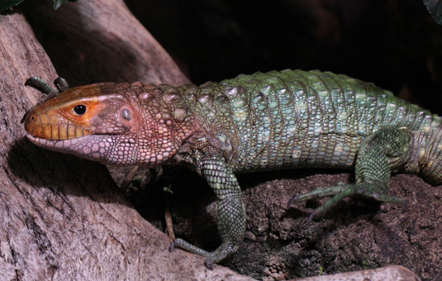 Caiman lizard walking on a log