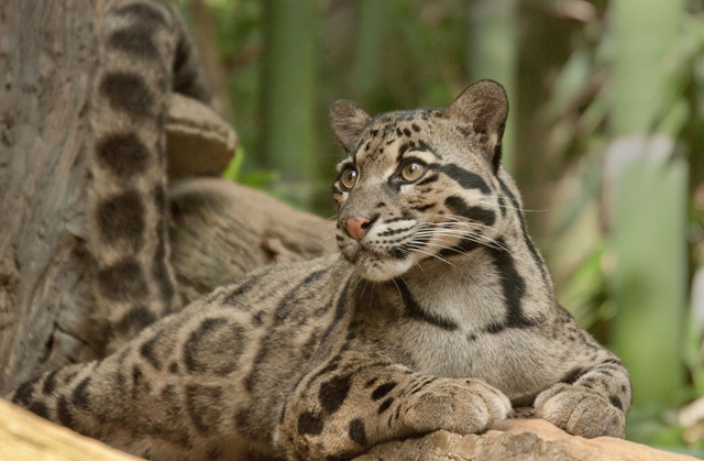 Clouded leopard laying down on a tree branch