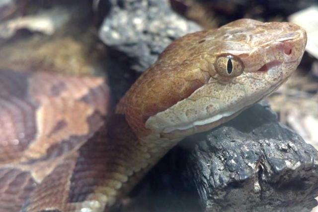 Northern copperhead close-up