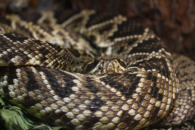 Eastern diamondback rattlesnake coiled up