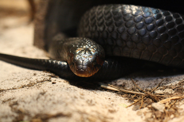 Indigo snake coiled up