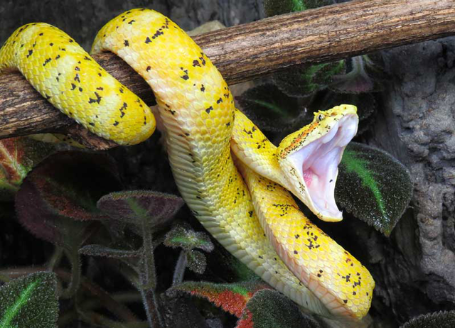 Eyelash palm viper wrapped around a branch and opening its mouth