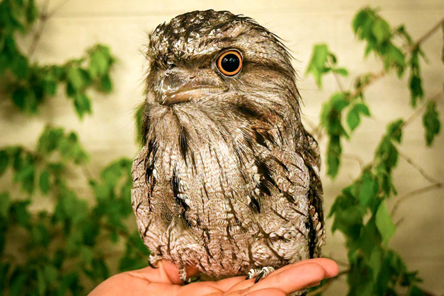 Tawny frogmouth sitting on a hand