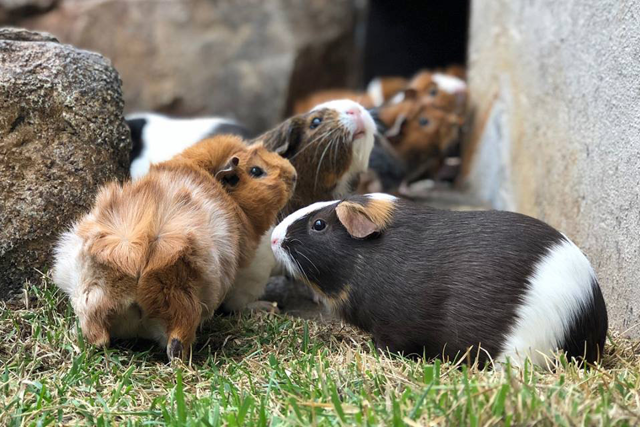 Guinea pigs sniffing around them