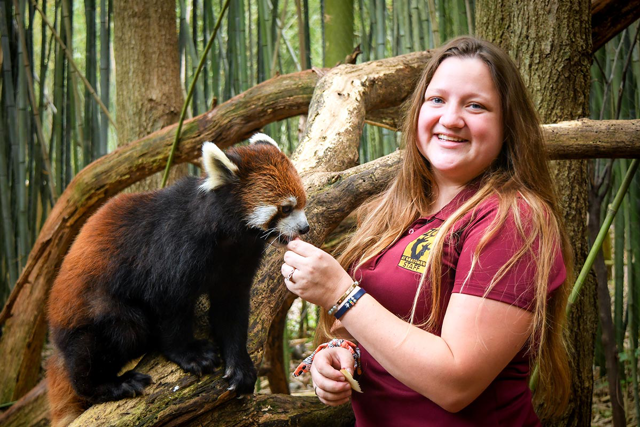 MJ Foletta, Carnivore Keeper, with a red panda