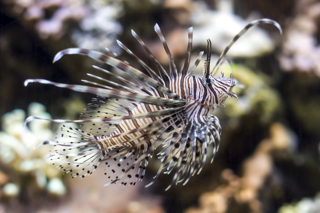 Lionfish swimming in water