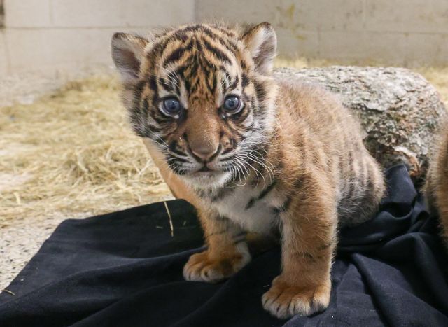 male tiger cub