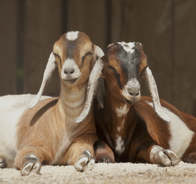Two goats lying down next to each other