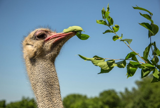Ostrich eating leaves