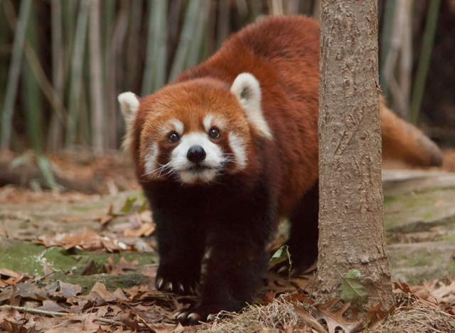 Red panda standing on the ground next to a tree