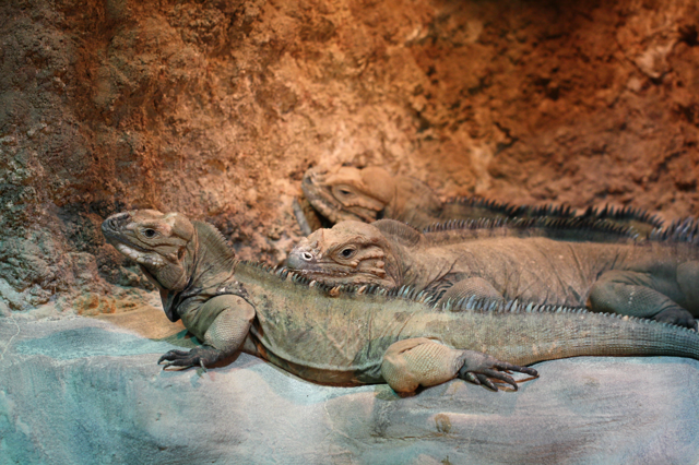 Two rhinoceros iguanas basking on rocks