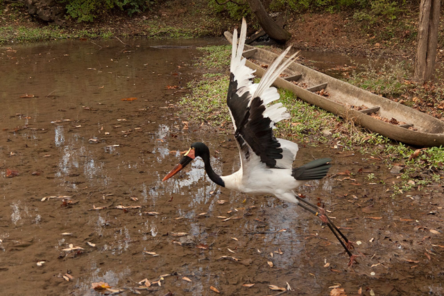 Saddle-billed stork flapping its wings