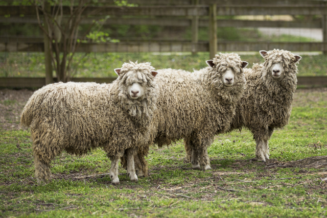 Three cotswold sheep standing in a paddock
