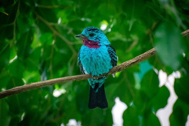 Spangled cotinga perched on a branch