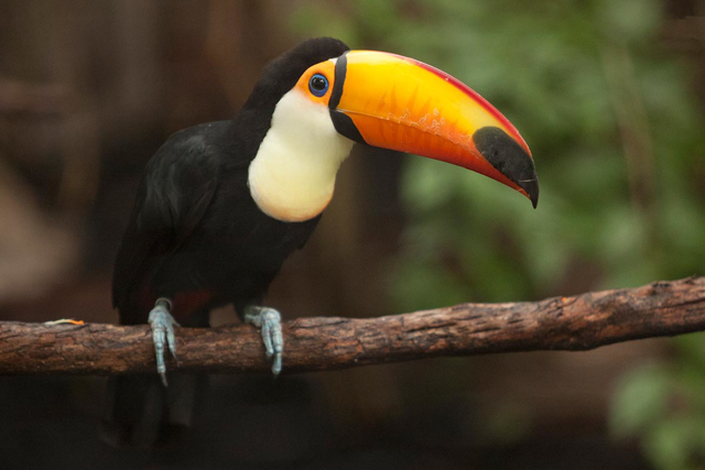 Toco toucan perched on a branch