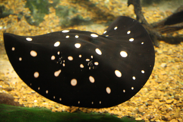 White-blotched river stingray swimming in water