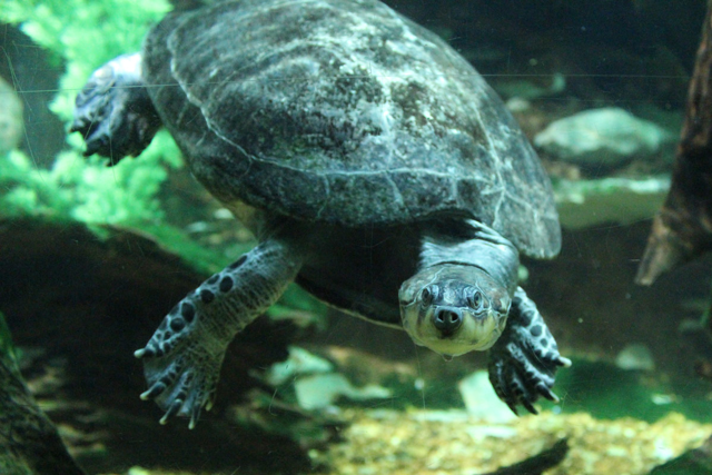 Yellow-spotted Amazon turtle swimming in water