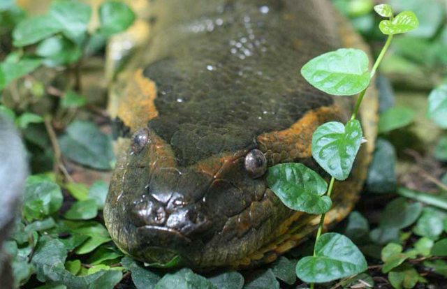 Green anaconda head close-up