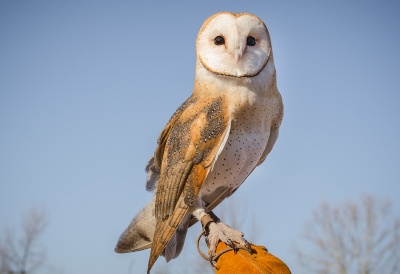 Common barn owl perched on a wood plank