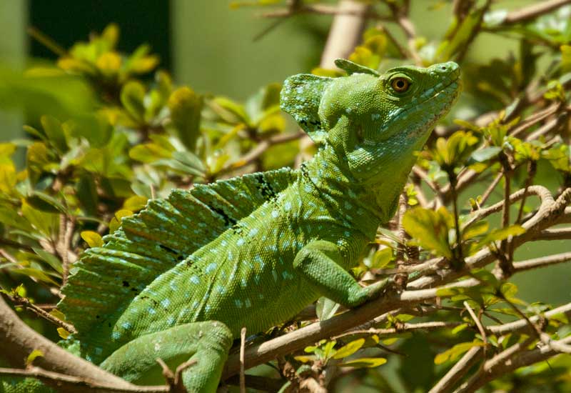 Green crested basilisk perched on branch