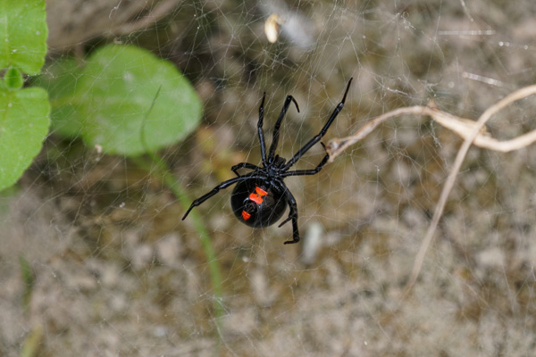 Black widow spider on a web