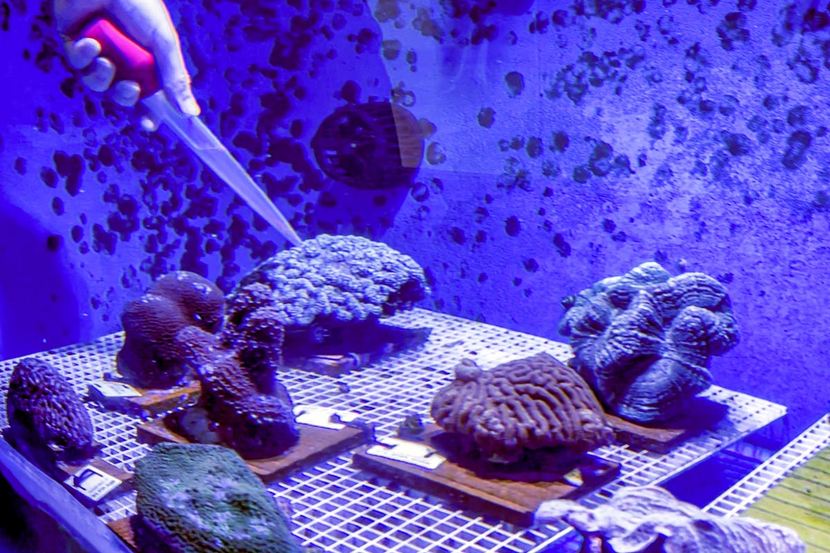 Coral Conservation Lab