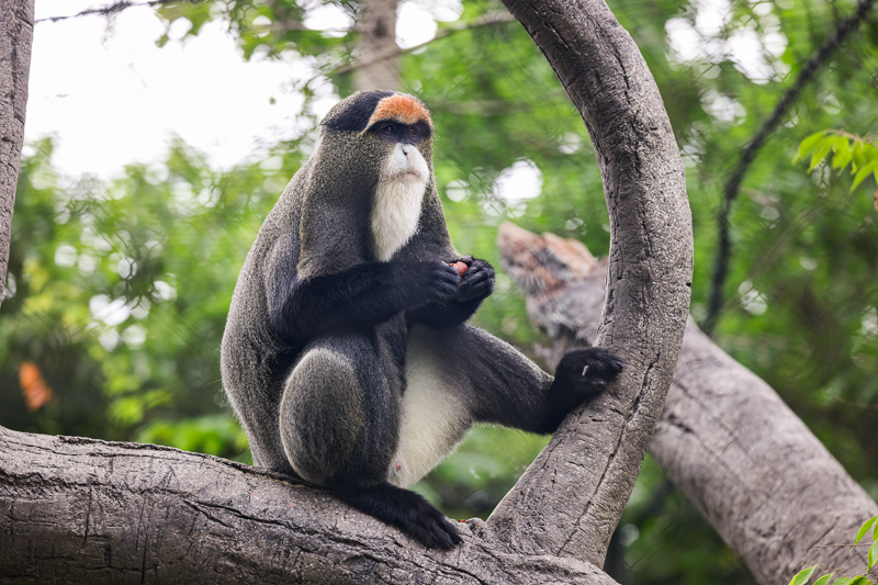 De Brazza's Monkey