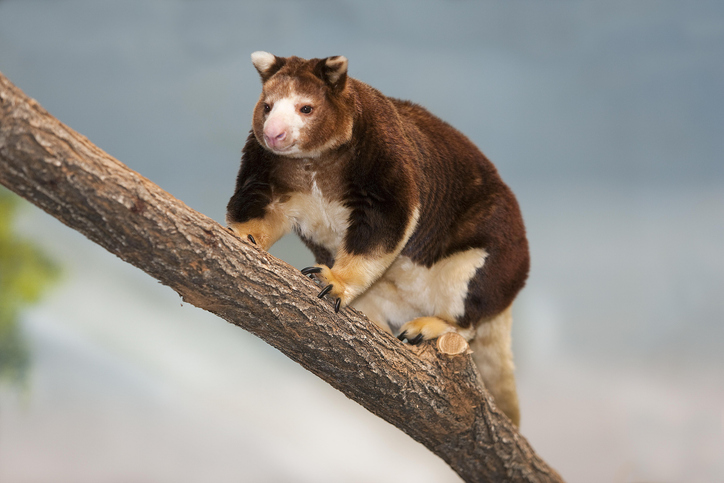 Tree Kangaroo