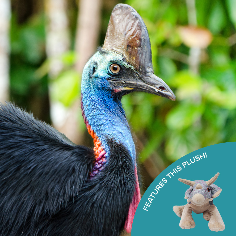 cassowary