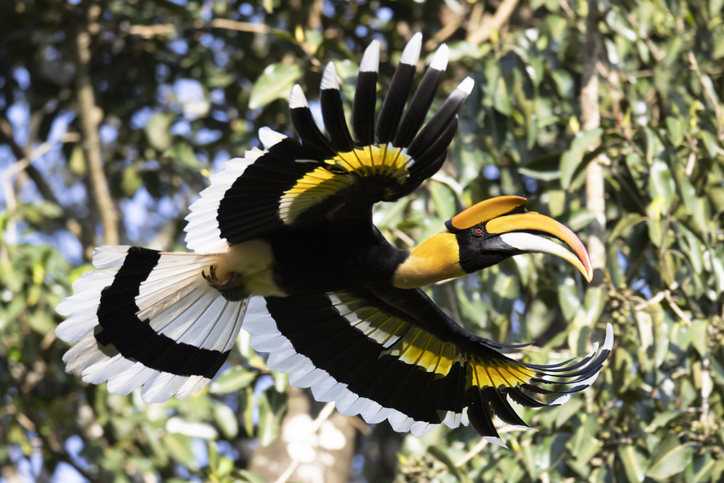 Great Hornbill