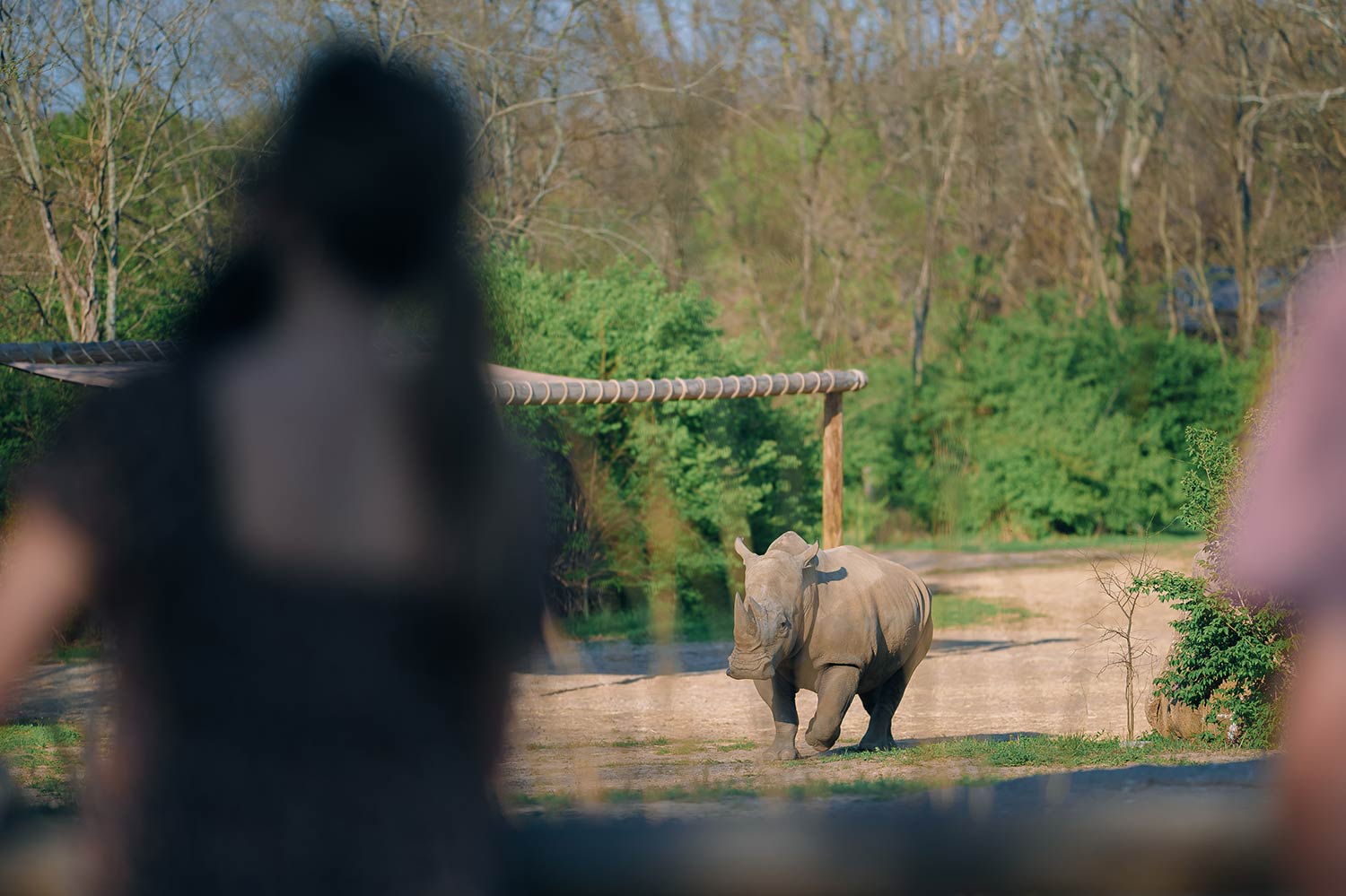 people standing with a rhino in the background