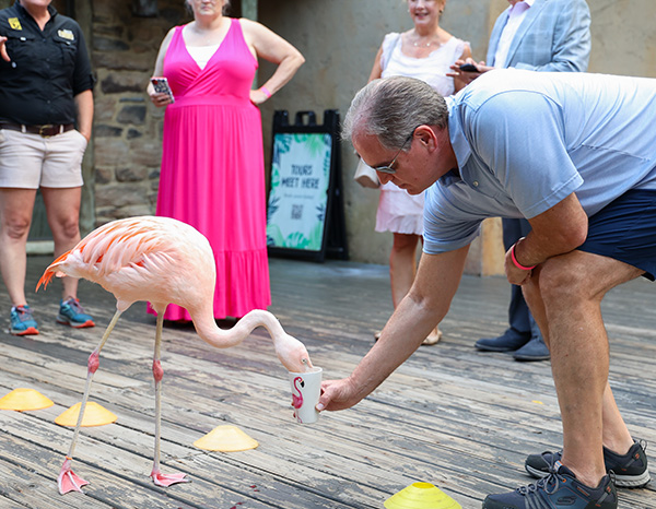 Flamingos at Nashville Zoo