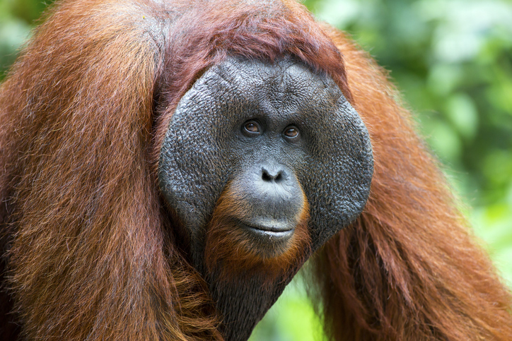 Male Orangutan