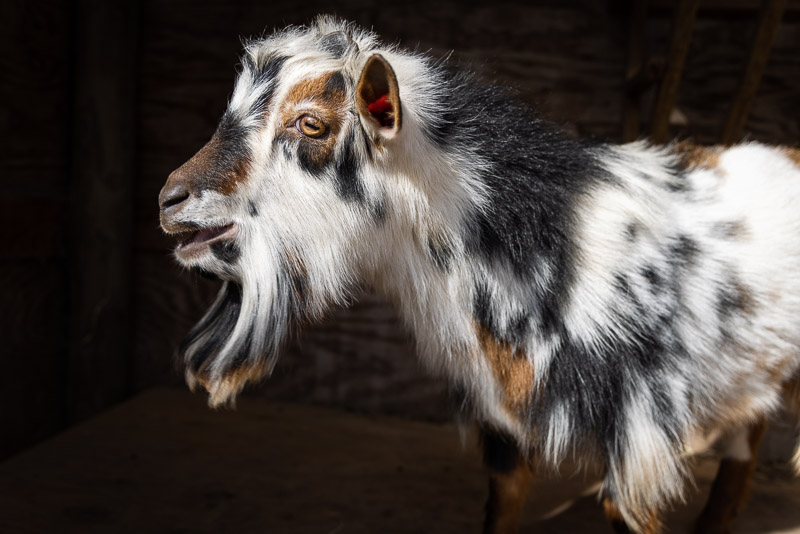 Nigerian dwarf goat