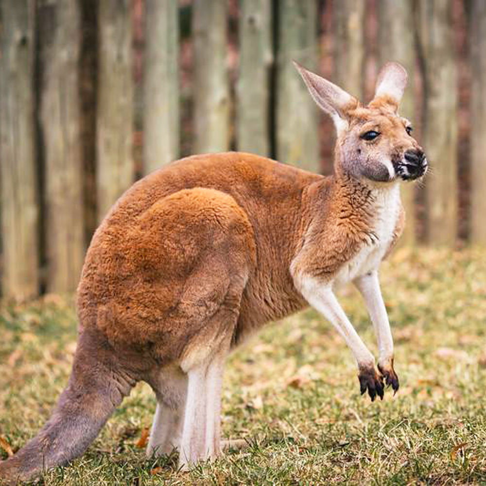 kangaroo