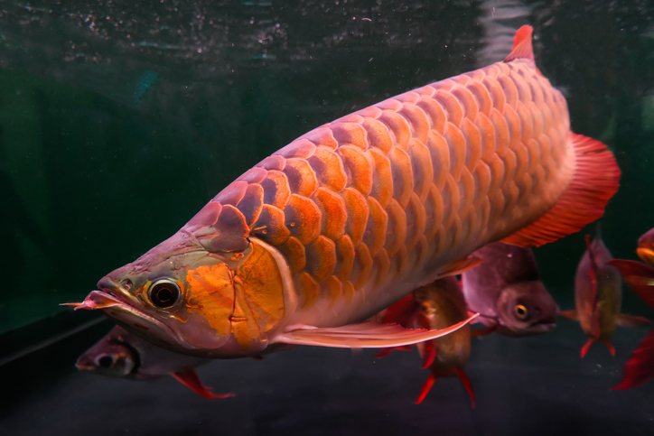 Red Arowana