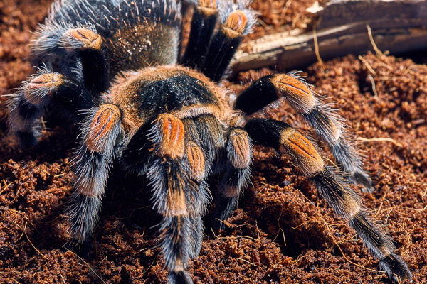 Red knee tarantula