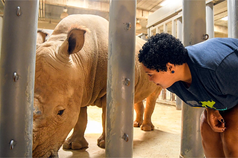 Person looking at rhino