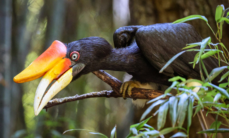 Rhinoceros hornbill perched on a branch