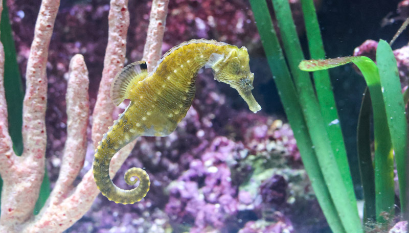 Lined seahorse swimming in the water