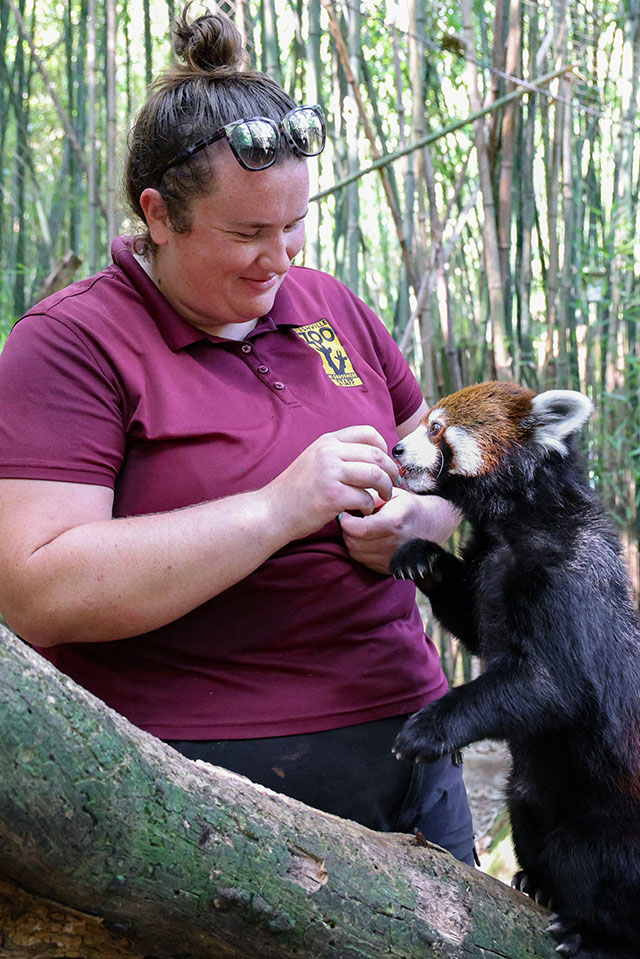 Sloane Campbell, Carnivore Keeper, with a red panda
